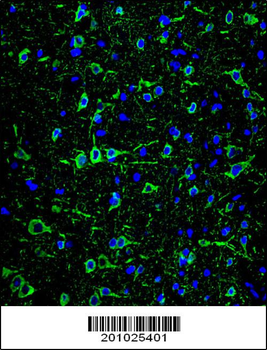 MAP2 Antibody (Ascites)