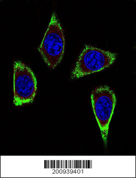 RET Antibody (Ascites)