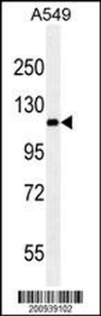 RET Antibody (Ascites)