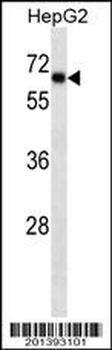 SOX9 Antibody (Ascites)