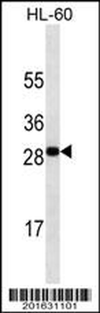 TNFSF4 Antibody (Ascites)