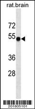 RAT Camk2a Antibody (ascites)