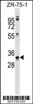 MBP Antibody (Ascites)