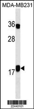IL10 Antibody(Ascites)