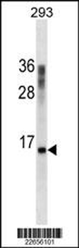CST3 Antibody