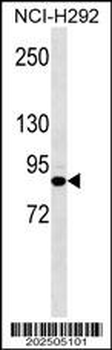 JUP Antibody (Ascites)