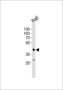 MCL1 Antibody