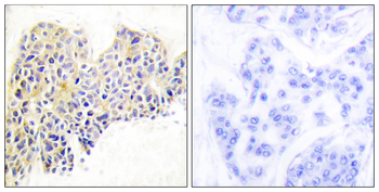 HSP90B Antibody (Ab-254)