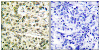 PCNA Antibody
