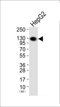 EPHA2/3/4 Antibody (Ab-588/596)