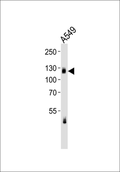 EPHA2/3/4 Antibody (Ab-588/596)