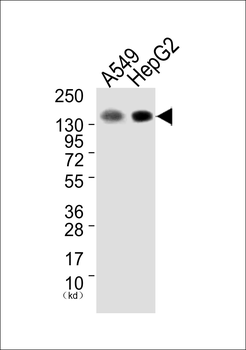 EGFR Antibody (Ab-1172)