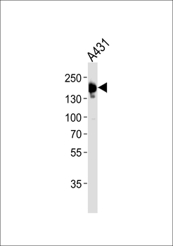 EGFR Antibody (Ab-1172)