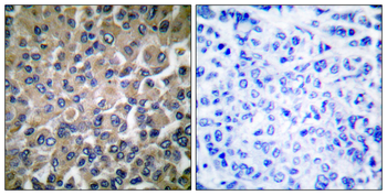 GRP78 Antibody