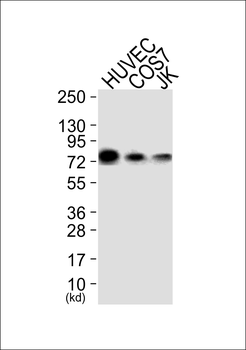 GRP78 Antibody