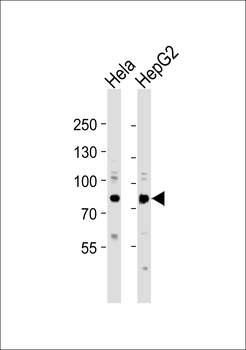 GRP78 Antibody