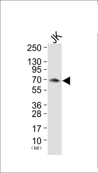 SH-PTP2 Antibody