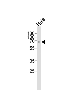 SH-PTP2 Antibody