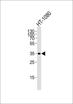 FAS Antibody