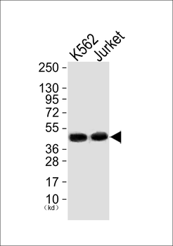 Mnk1 Antibody (Ab-385)
