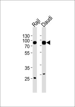 HS1 Antibody (Ab-397)