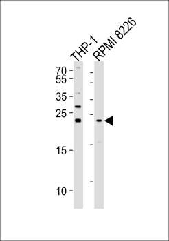 Bak Antibody