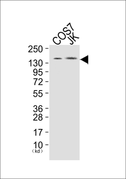 PLCG1 (Ab-771) Antibody
