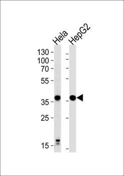 P2RY13 Antibody