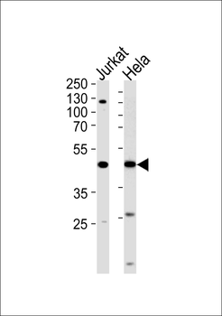 FEN1 Antibody