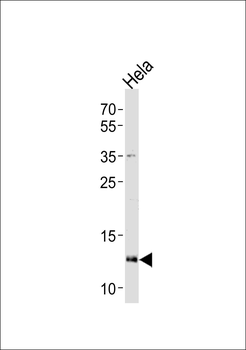 Cytochrome c Antibody