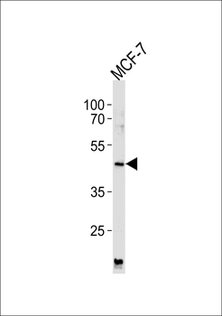 KAPCG Antibody
