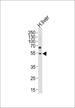 Cytochrome P450 2A6 Antibody