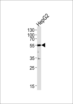SHC3 HUMAN