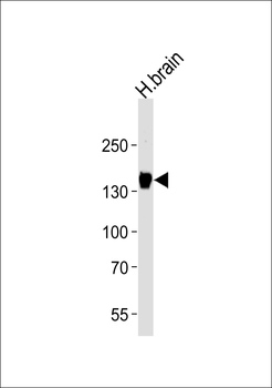 GPR156 Antibody