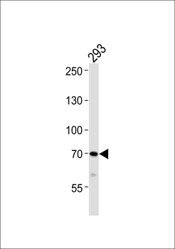 DUSP16 Antibody