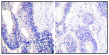 Claudin 3 Antibody