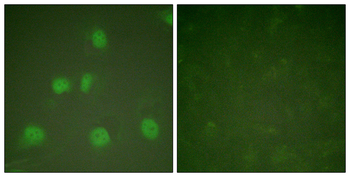 Cullin 1 Antibody