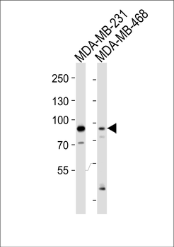 Cullin 1 Antibody