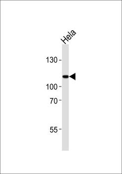 HGS Antibody