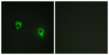 AKAP1 Antibody