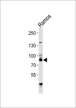 WASF2 Antibody