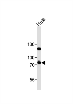 TBX3 Antibody