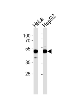 GPR52 Antibody