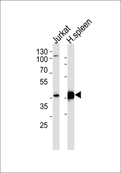 GIMAP4 Antibody