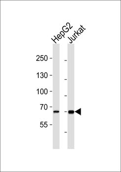 SLC28A2 Antibody