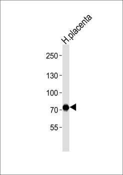 NFE2L3 Antibody