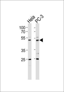 CREBZF Antibody