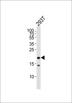 RPL26L Antibody