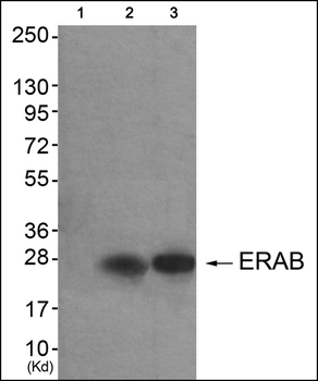 ERAB Antibody