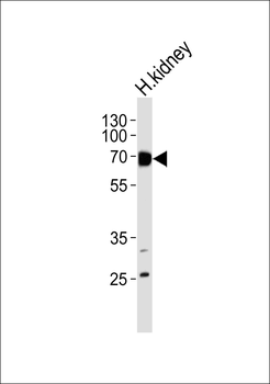 MUC13 Antibody